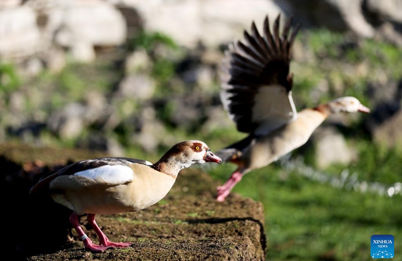 This photo taken on Nov. 9, 2022 shows Egyptian geese at London Wetland Centre in London, Britain. (Xinhua/Li Ying)