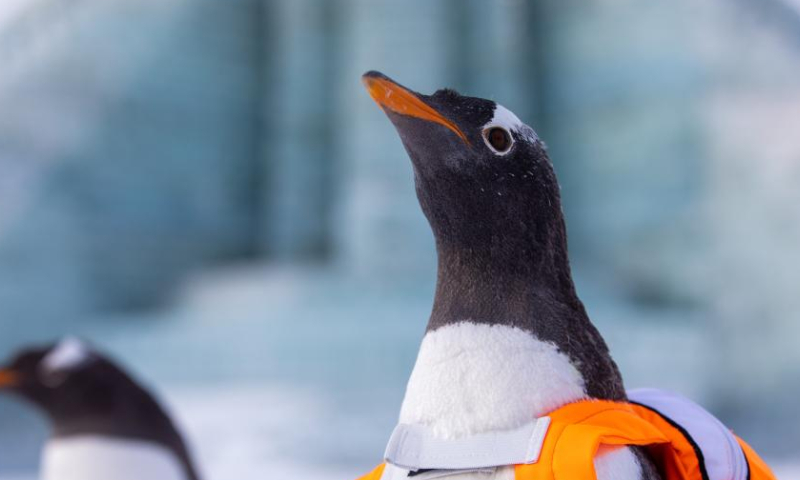 Penguins from Harbin Polarpark are seen at the Harbin Ice-Snow World, a renowned seasonal theme park opening every winter, in Harbin, northeast China's Heilongjiang Province, Dec. 17, 2022. (Xinhua/Zhang Tao)