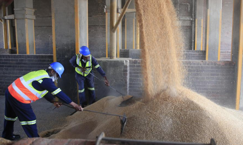 Workers work at Grain Marketing Board's Aspindale depot in Harare, Zimbabwe, Nov. 10, 2022. As many African countries face wheat shortages owing to the disruption of supply chains, this year Zimbabwe is projected to produce 380,000 tonnes of wheat against a national consumption estimate of 360,000 tonnes. Photo: Xinhua