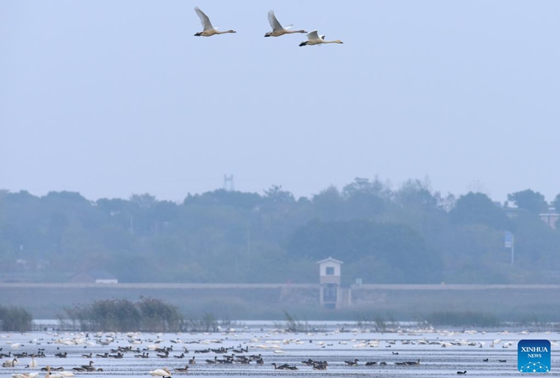 Swans fly over the Huangpi Lake in Lujiang County, east China's Anhui Province, Nov. 11, 2022. Lujiang has undertaken a range of ecological restoration work including withdrawal of land from farming and ban on fishing and aquaculture in Huangpi Lake area, which leads to a significant increase in variety and quantity of migrant birds in the remote local fishing base. (Xinhua/Guo Chen)