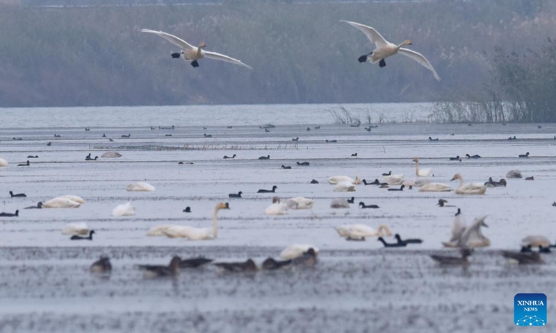 Swans fly over the Huangpi Lake in Lujiang County, east China's Anhui Province, Nov. 11, 2022. Lujiang has undertaken a range of ecological restoration work including withdrawal of land from farming and ban on fishing and aquaculture in Huangpi Lake area, which leads to a significant increase in variety and quantity of migrant birds in the remote local fishing base. (Xinhua/Guo Chen)