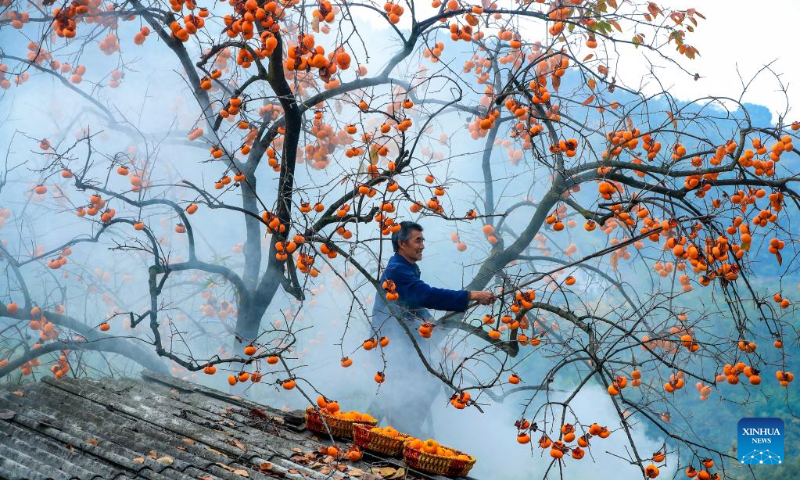 A villager picks persimmons at Zuiyang Village in Jiangyang District of Luzhou, southwest China's Sichuan Province, Nov. 27, 2022. (Photo by Liu Xueyi/Xinhua)