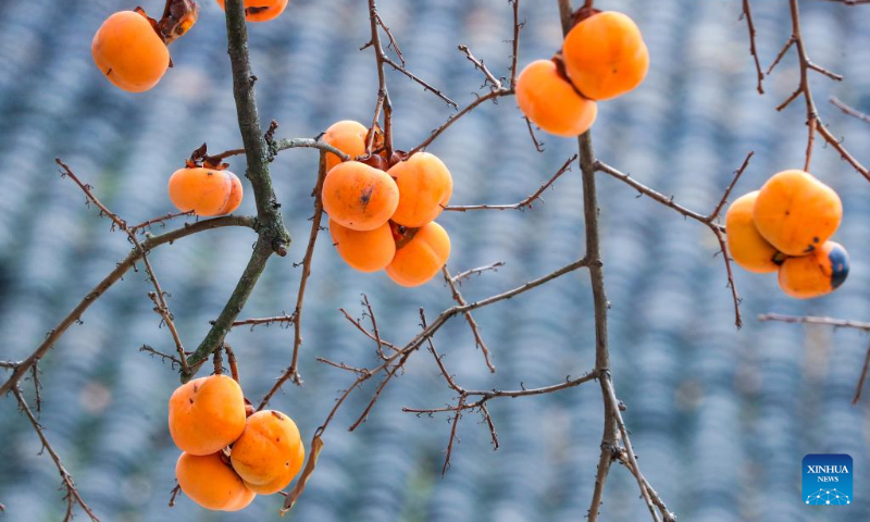 This photo taken on Nov. 27, 2022 shows persimmons on a tree at Zuiyang Village in Jiangyang District of Luzhou, southwest China's Sichuan Province. (Photo by Liu Xueyi/Xinhua)