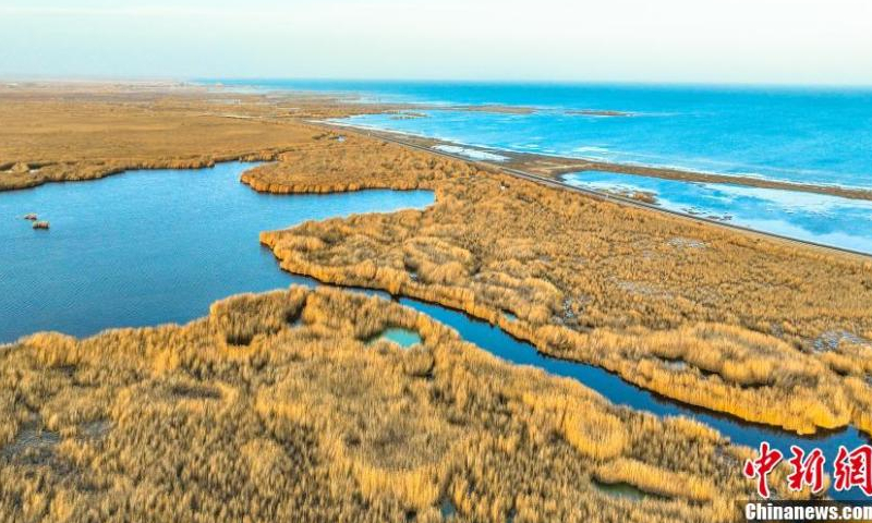 Golden reed flowers are in full bloom, adding beauty to Bosten Lake, China's largest inland freshwater lake, in Bohu County, northwest China's Xinjiang Uyghur Autonomous Region, Nov. 15, 2022. (Photo: China News Service/Nian Lei)