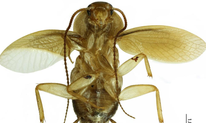 This undated photo shows a cockroach that has turned out to be a new species from the Latindia genus. Photo: Xinhua