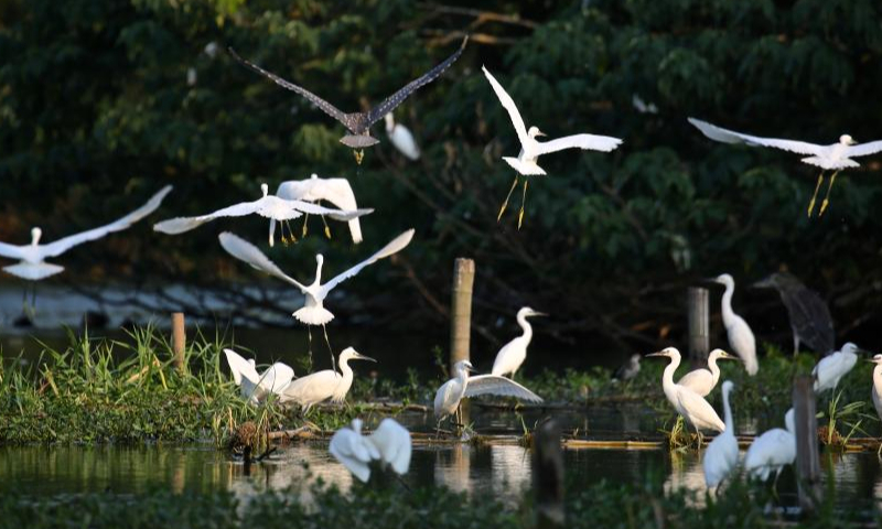 This undated file photo shows waterfowls at the Shajiabang national wetland park in Changshu, east China's Jiangsu Province. Photo: Xinhua