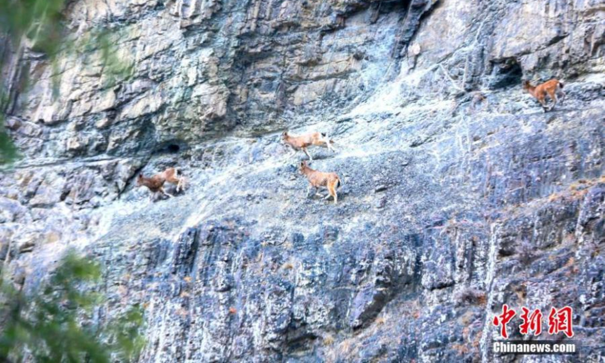 Several ibexes, a second-class protected animal, climb rocky cliff in Hutubi County, Changji Hui Autonomous Prefecture, northwest China's Xinjiang Uyghur Autonomous Region, Nov 23, 2022. Photo:Xinhua