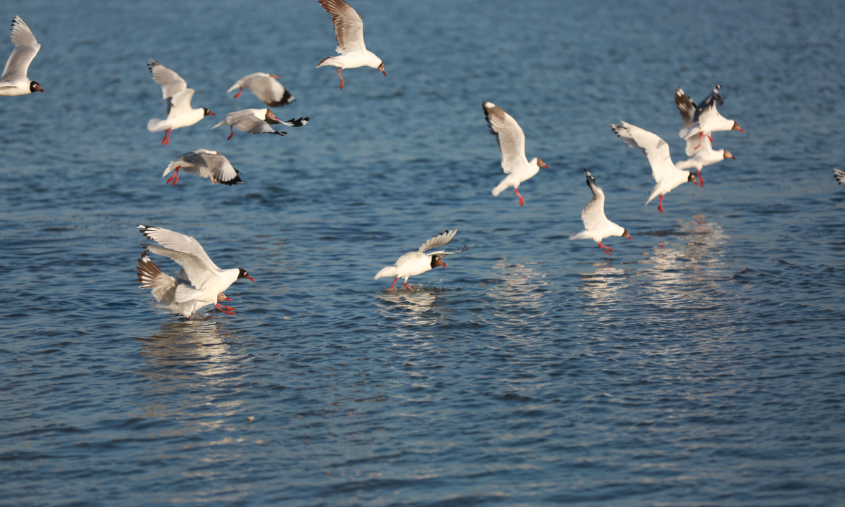 A group of relict gulls fly over a lake in the Shaanxi Hongjiannao National Nature Reserve. Photo: VCG