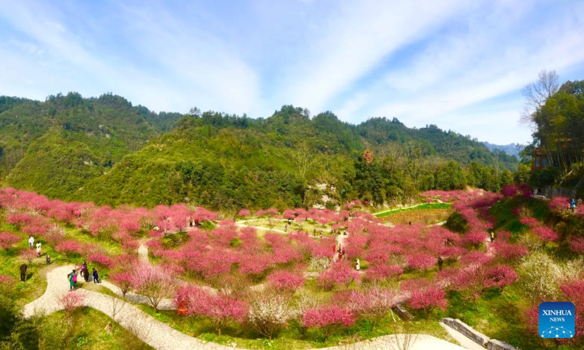 This photo taken on Feb 20, 2022 shows plum blossoms in Chenjiapo Village of Yongshun County, central China's Hunan Province. Photo:Xinhua