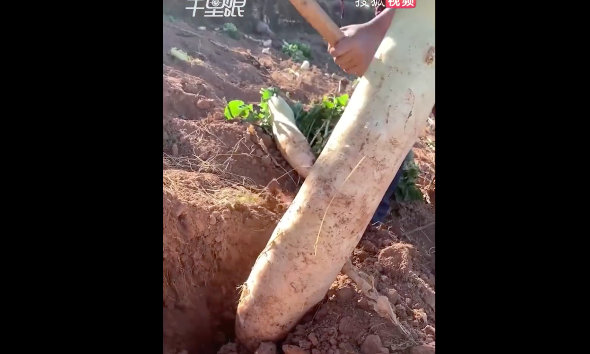 The 1.5-meter-tall white radish. Screenshot of Bailu Video