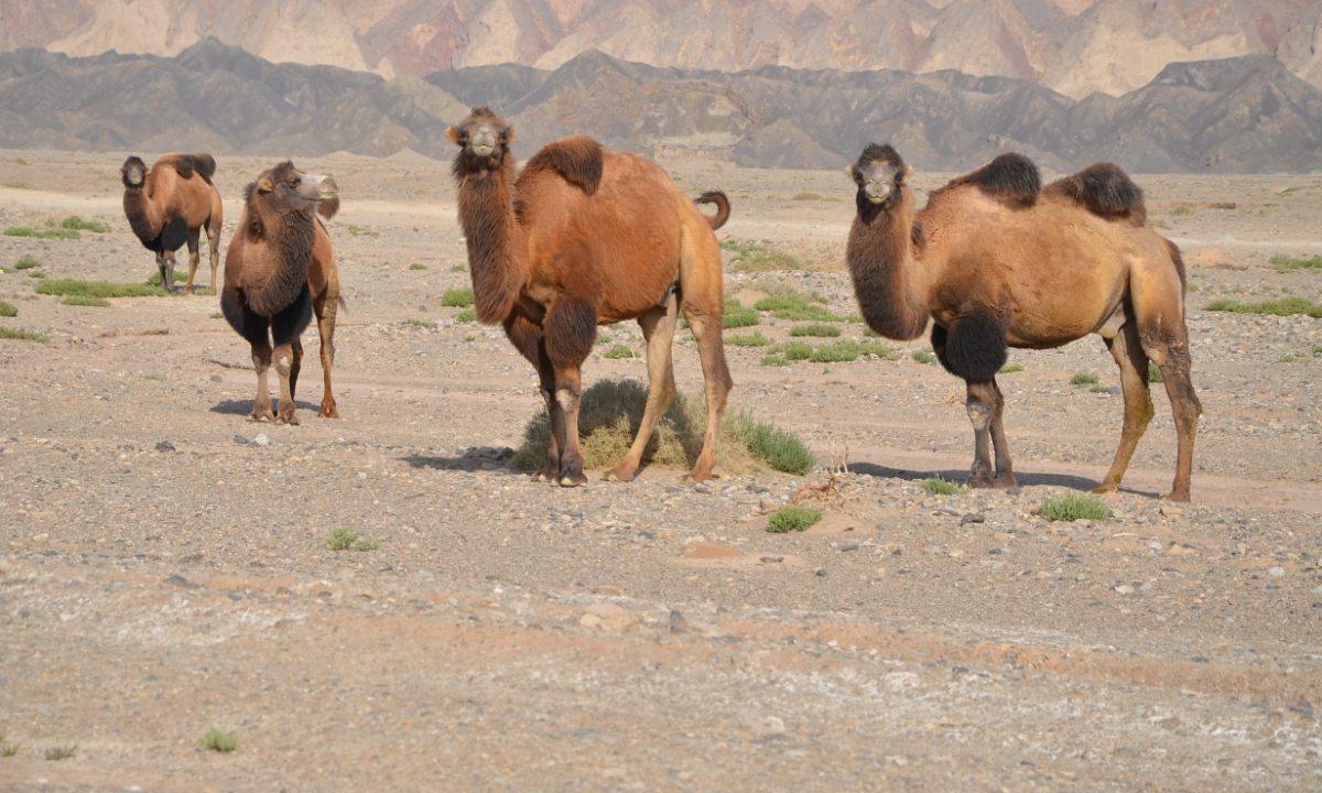 Wild Bactrian camel in the Xinjiang Uygur Autonomous Region Photo: IC