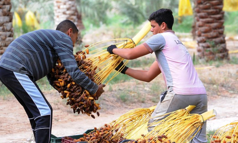 Farmers harvest dates in Biskra Province, Algeria, on Nov. 13, 2022. Photo: Xinhua