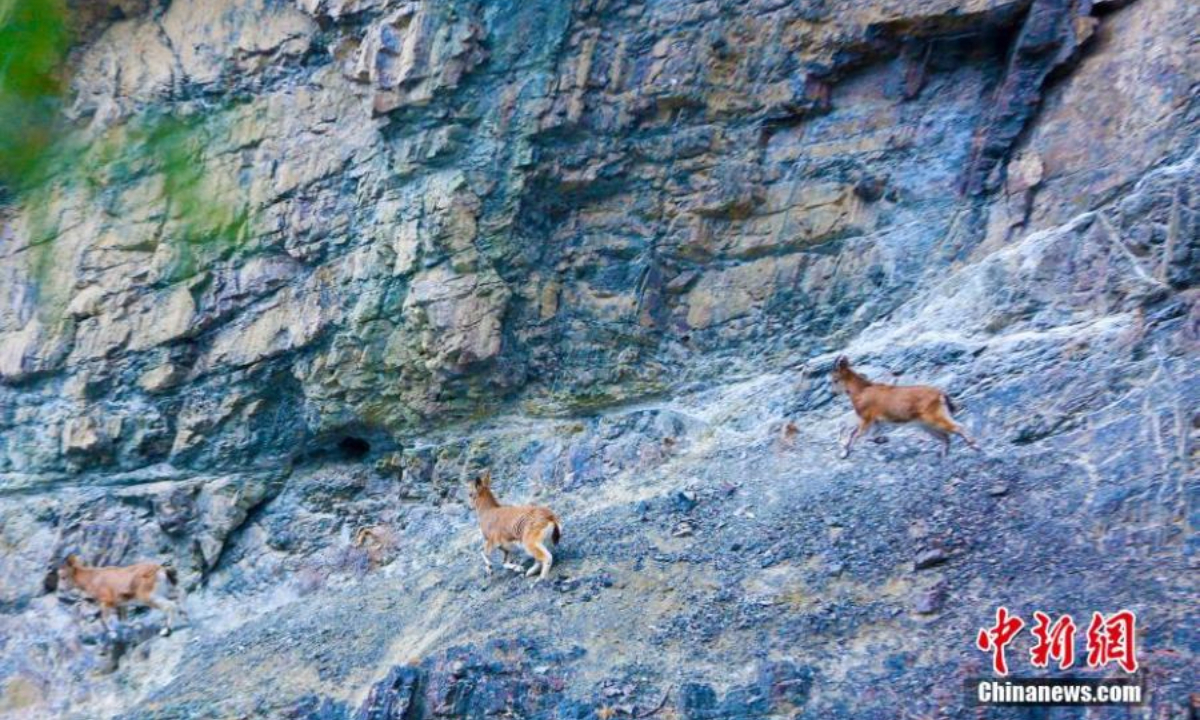 Several ibexes, a second-class protected animal, climb rocky cliff in Hutubi County, Changji Hui Autonomous Prefecture, northwest China's Xinjiang Uyghur Autonomous Region, Nov 23, 2022. Photo:Xinhua