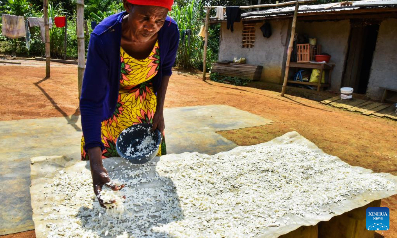 A woman dries cassava in her yard in a village in Mengong town of the South region, Cameroon, Nov. 16, 2022. Cassava, which can be processed into cassava flour or cassava stick, is an important traditional crop in Cameroon. (Photo by Kepseu/Xinhua)