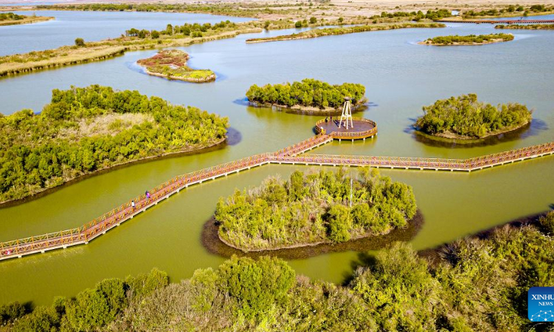 This aerial photo taken on Oct. 18, 2022 shows scenery at the Yellow River Delta National Nature Reserve in Dongying, east China's Shandong Province. Dongying was certified as an international wetland city in 2018. Photo: Xinhua