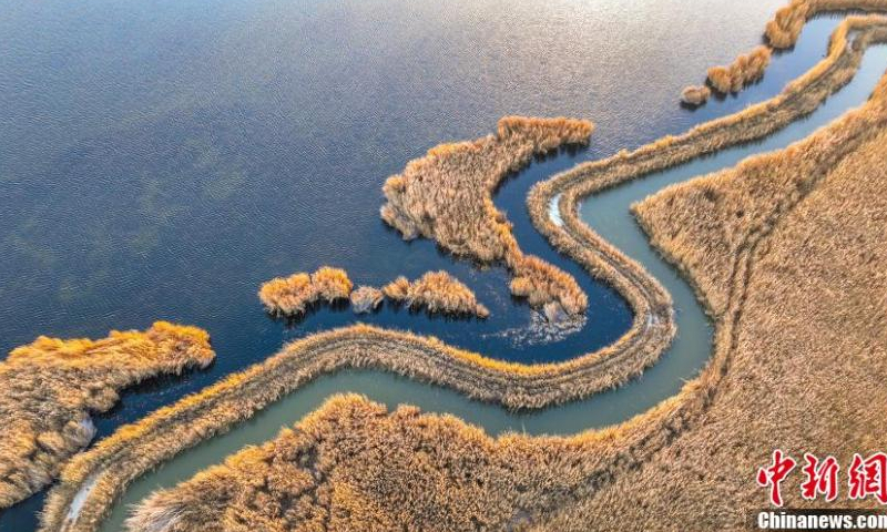 Golden reed flowers are in full bloom, adding beauty to Bosten Lake, China's largest inland freshwater lake, in Bohu County, northwest China's Xinjiang Uyghur Autonomous Region, Nov. 15, 2022. (Photo: China News Service/Nian Lei)