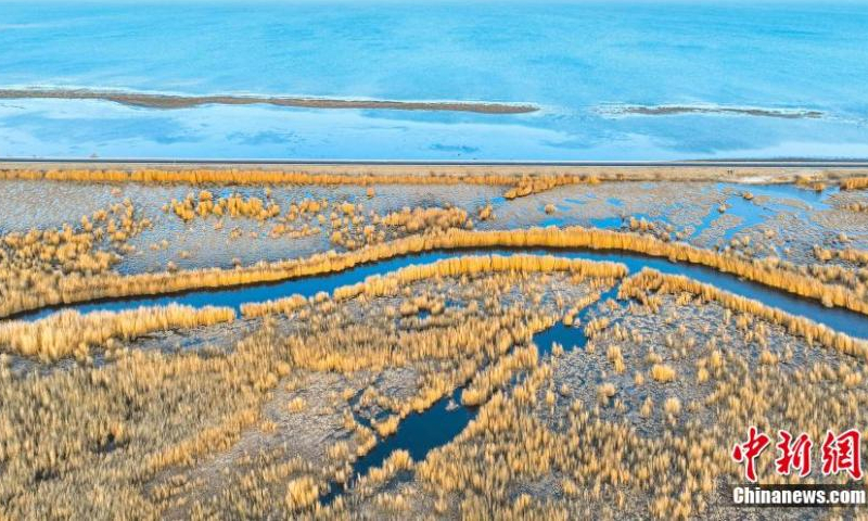 Golden reed flowers are in full bloom, adding beauty to Bosten Lake, China's largest inland freshwater lake, in Bohu County, northwest China's Xinjiang Uyghur Autonomous Region, Nov. 15, 2022. (Photo: China News Service/Nian Lei)