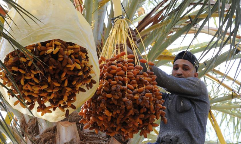 A farmer harvests dates in Biskra Province, Algeria, on Nov. 13, 2022. Photo: Xinhua
