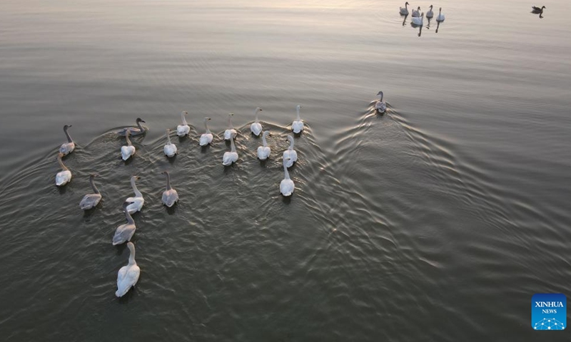 This aerial photo taken on Nov. 9, 2022 shows migrant birds on the Chaohu Lake in Hefei City, east China's Anhui Province.

Hefei has five national wetland parks and three provincial wetland parks, with a wetland protection rate of 75 percent.

It was accredited on Nov. 10, 2022 by the Ramsar Convention as an international wetland city. (Xinhua/Zhang Duan)