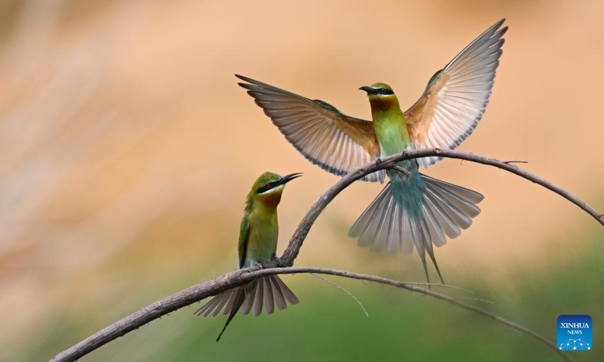 Blue-tailed bee-eaters are seen in Wuyuan River National Wetland Park in Haikou, south China's Hainan Province, April 15, 2022. Haikou was accredited by the Ramsar Convention as an international wetland city in 2018. The wetland coverage rate of the city is about 12.7 percent. Photo:Xinhua