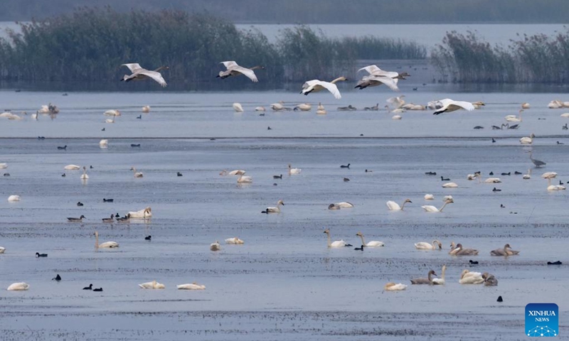 Swans and other birds are seen at the Huangpi Lake, Lujiang County, east China's Anhui Province, Nov. 11, 2022. Lujiang has undertaken a range of ecological restoration work including withdrawal of land from farming and ban on fishing and aquaculture in Huangpi Lake area, which leads to a significant increase in variety and quantity of migrant birds in the remote local fishing base. (Xinhua/Guo Chen)