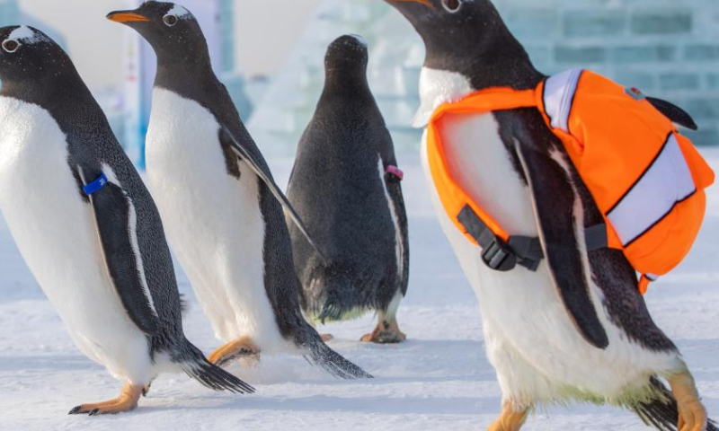 Penguins from Harbin Polarpark are seen at the Harbin Ice-Snow World, a renowned seasonal theme park opening every winter, in Harbin, northeast China's Heilongjiang Province, Dec. 17, 2022. (Xinhua/Zhang Tao)