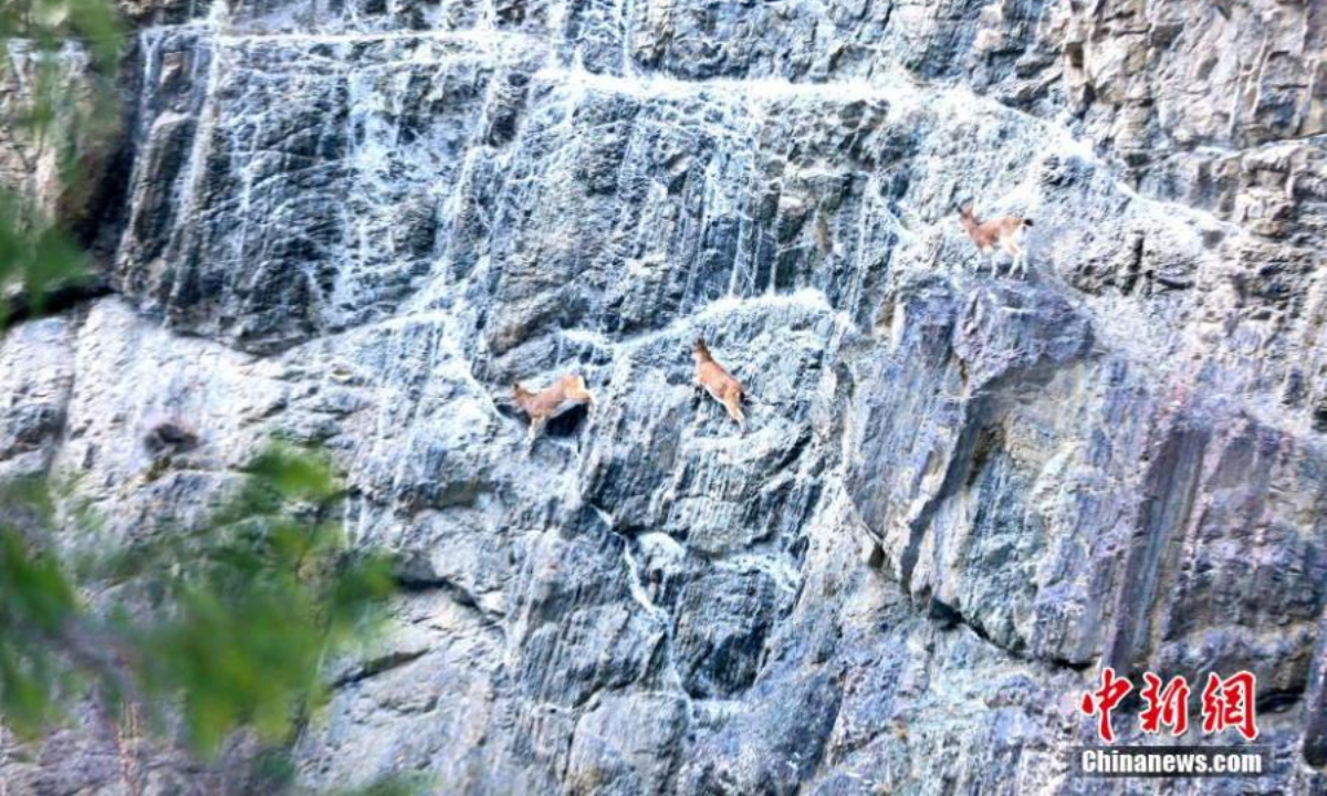 Several ibexes, a second-class protected animal, climb rocky cliff in Hutubi County, Changji Hui Autonomous Prefecture, northwest China's Xinjiang Uyghur Autonomous Region, Nov 23, 2022. Photo:Xinhua