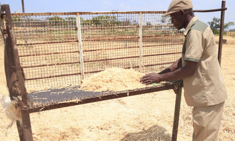 A man deals with harvested wheat at a farm in Chegutu, west of the capital Harare, Zimbabwe, Oct. 31, 2022. As many African countries face wheat shortages owing to the disruption of supply chains, this year Zimbabwe is projected to produce 380,000 tonnes of wheat against a national consumption estimate of 360,000 tonnes. Photo: Xinhua