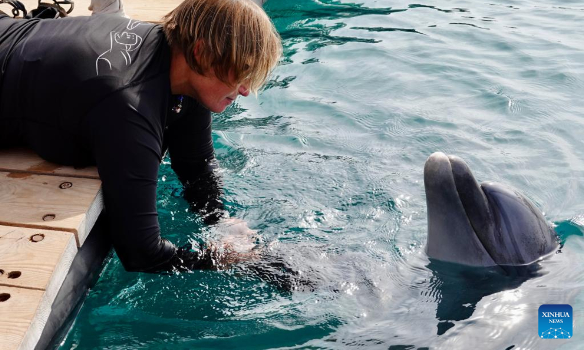 Advat Gal, a staff member of Dolphin Reef, interacts with a dolphin on the shores of the Red Sea in the southernmost Israeli city of Eilat, on Nov 21, 2022. Photo:Xinhua