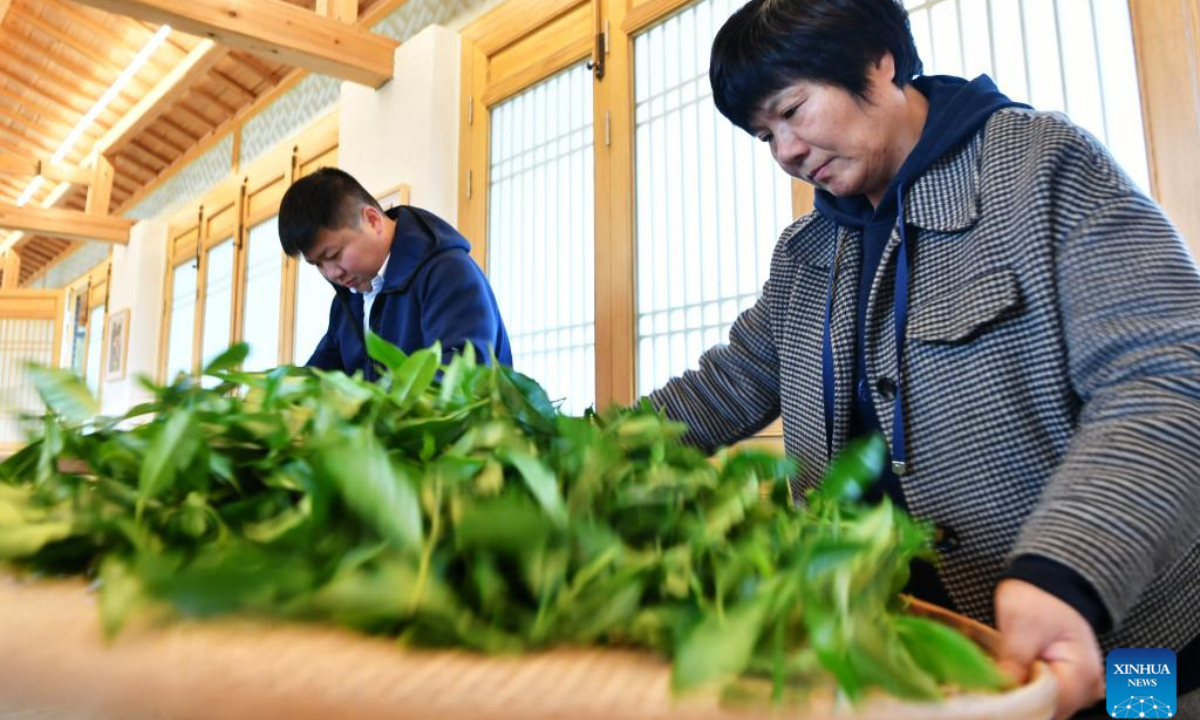 You Yuqiong (R), the only female inheritor of Wuyi rock tea making technique, instructs her son Fang Zhou in the manual stirring technique of Wuyi rock tea in Wuyishan, southeast China's Fujian Province, Dec 1, 2022. Photo:Xinhua