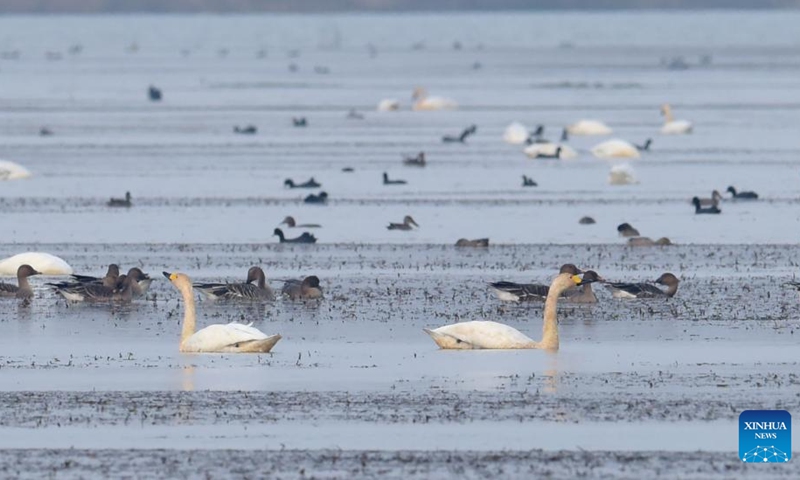 Swans and other birds are seen at the Huangpi Lake, Lujiang County, east China's Anhui Province, Nov. 11, 2022. Lujiang has undertaken a range of ecological restoration work including withdrawal of land from farming and ban on fishing and aquaculture in Huangpi Lake area, which leads to a significant increase in variety and quantity of migrant birds in the remote local fishing base. (Xinhua/Guo Chen)