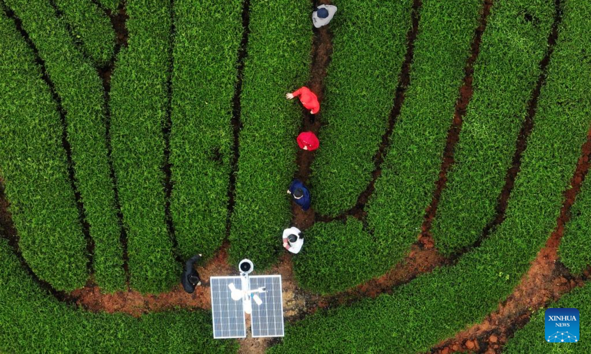 This aerial photo taken on Dec 1, 2022 shows the view of an ecological tea garden in Xingcun Township of Wuyishan, southeast China's Fujian Province. Photo:Xinhua