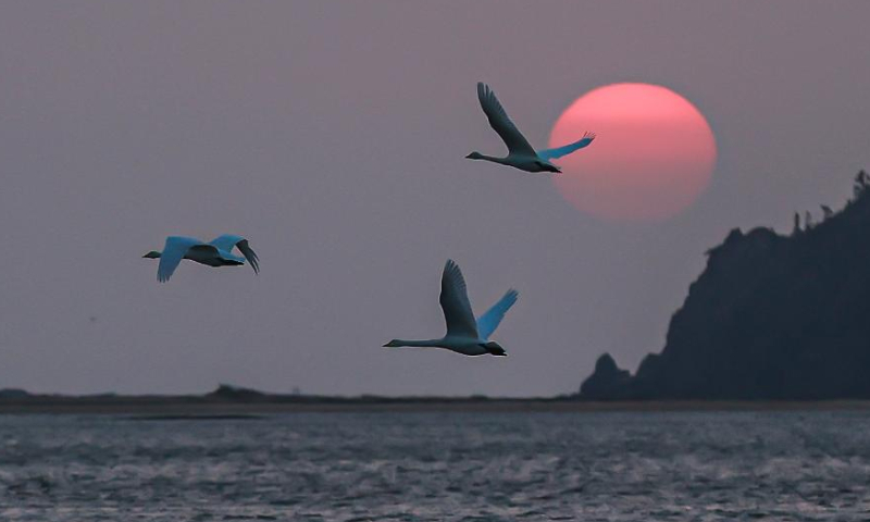 Whooper swans fly over a wetland in Chengshan Township of Rongcheng, east China's Shandong Province, Nov. 27, 2022. (Photo by Li Xinjun/Xinhua)