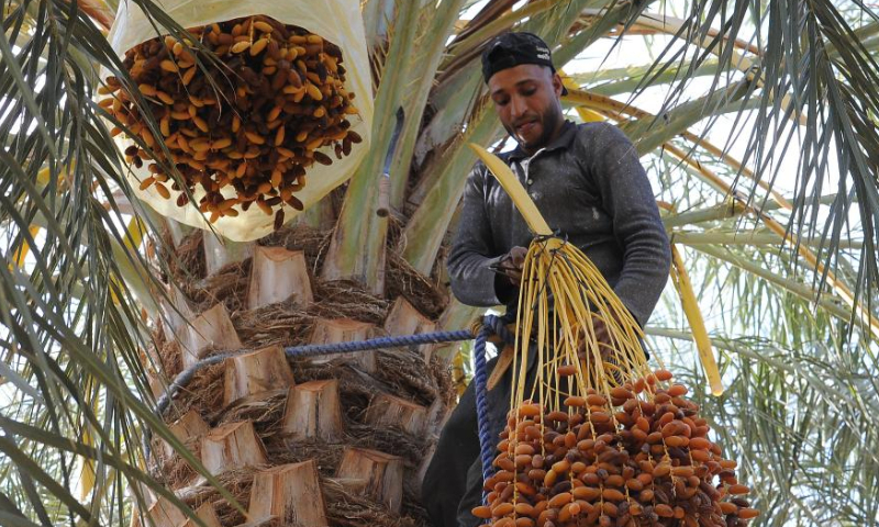 A farmer harvests dates in Biskra Province, Algeria, on Nov. 13, 2022. Photo: Xinhua