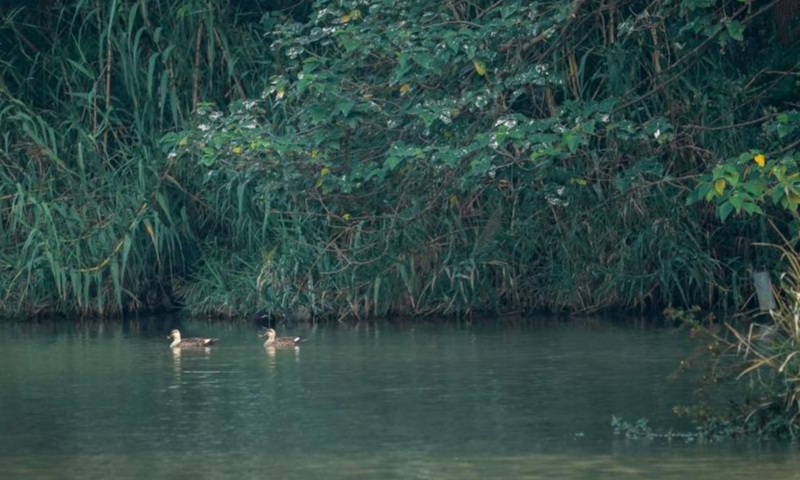 This photo taken on Nov. 15, 2022 shows a view of the Shajiabang national wetland park in Changshu, east China's Jiangsu Province. Photo: Xinhua