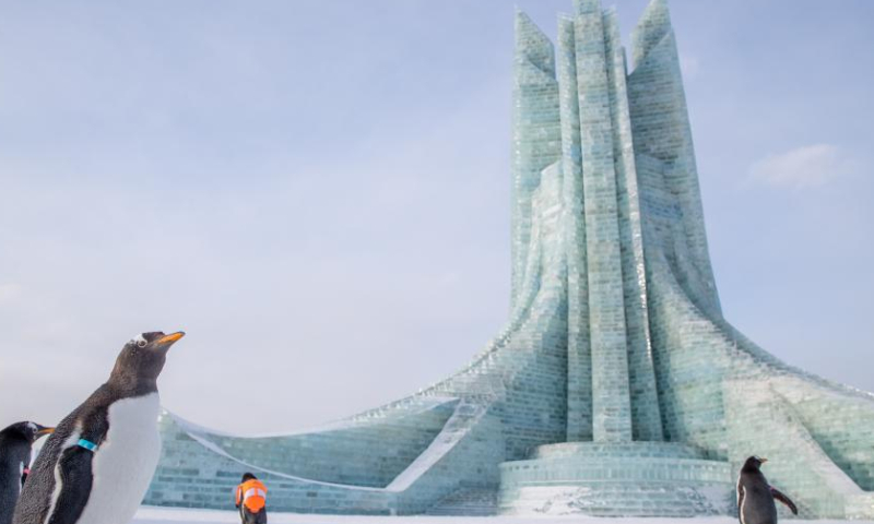 Penguins from Harbin Polarpark are seen at the Harbin Ice-Snow World, a renowned seasonal theme park opening every winter, in Harbin, northeast China's Heilongjiang Province, Dec. 17, 2022. (Xinhua/Zhang Tao)