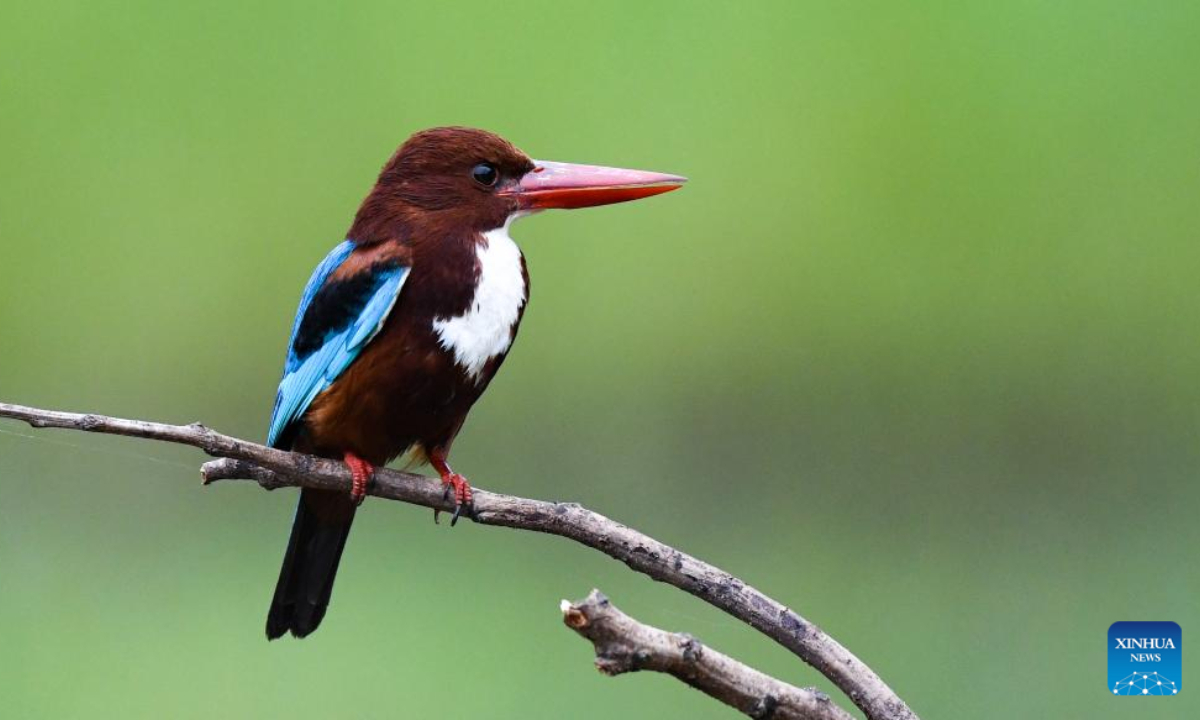 A white-throated kingfisher is seen in Wuyuan River National Wetland Park in Haikou, south China's Hainan Province, March 30, 2022. Haikou was accredited by the Ramsar Convention as an international wetland city in 2018. The wetland coverage rate of the city is about 12.7 percent. Photo:Xinhua