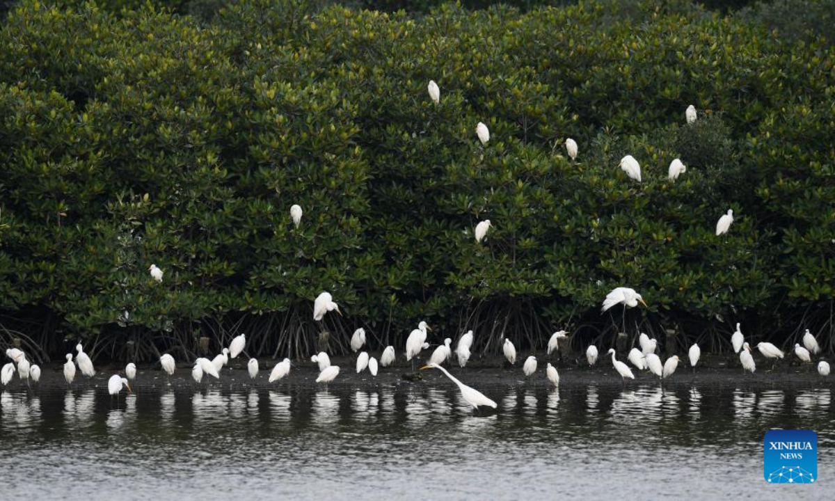 Herons rest in the Dongzhaigang National Nature Reserve in Haikou, south China's Hainan Province, Jan 28, 2022. Haikou was accredited by the Ramsar Convention as an international wetland city in 2018. The wetland coverage rate of the city is about 12.7 percent. Photo:Xinhua