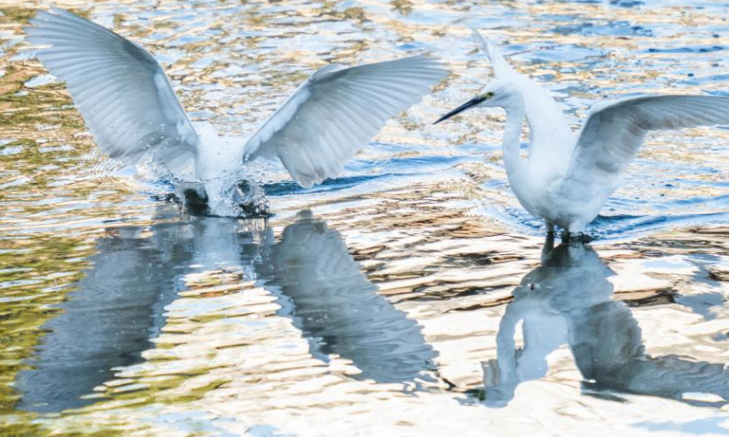 Egrets are seen at a wetland in Qixingguan District of Bijie, southwest China's Guizhou Province, Nov. 27, 2022. (Photo by Luo Dafu/Xinhua)