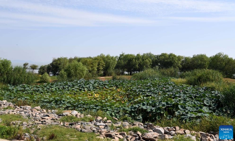 This photo taken on Spet. 6, 2022 shows scenery of a wetland around the Chaohu Lake in Hefei City, east China's Anhui Province.

Hefei has five national wetland parks and three provincial wetland parks, with a wetland protection rate of 75 percent.

It was accredited on Nov. 10, 2022 by the Ramsar Convention as an international wetland city. (Xinhua/Liu Junxi)