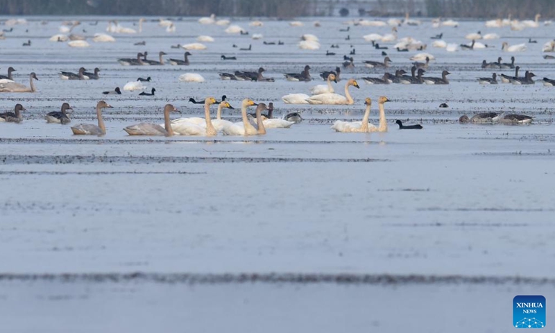 Swans and other birds are seen at the Huangpi Lake, Lujiang County, east China's Anhui Province, Nov. 11, 2022. Lujiang has undertaken a range of ecological restoration work including withdrawal of land from farming and ban on fishing and aquaculture in Huangpi Lake area, which leads to a significant increase in variety and quantity of migrant birds in the remote local fishing base. (Xinhua/Guo Chen)