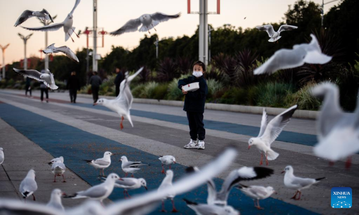 A kid feeds black-headed gulls by the bank of Dianchi Lake in Kunming, southwest China's Yunnan Province, Nov 17, 2022. Photo:Xinhua