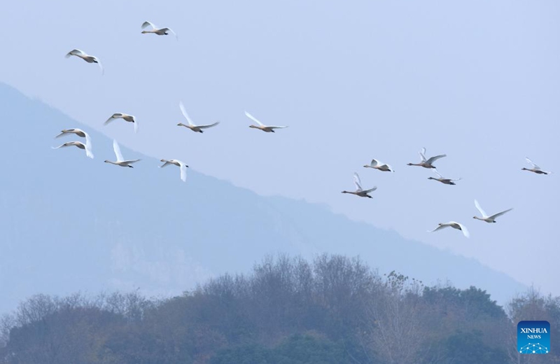 Swans fly over the Huangpi Lake in Lujiang County, east China's Anhui Province, Nov. 11, 2022. Lujiang has undertaken a range of ecological restoration work including withdrawal of land from farming and ban on fishing and aquaculture in Huangpi Lake area, which leads to a significant increase in variety and quantity of migrant birds in the remote local fishing base. (Xinhua/Guo Chen)