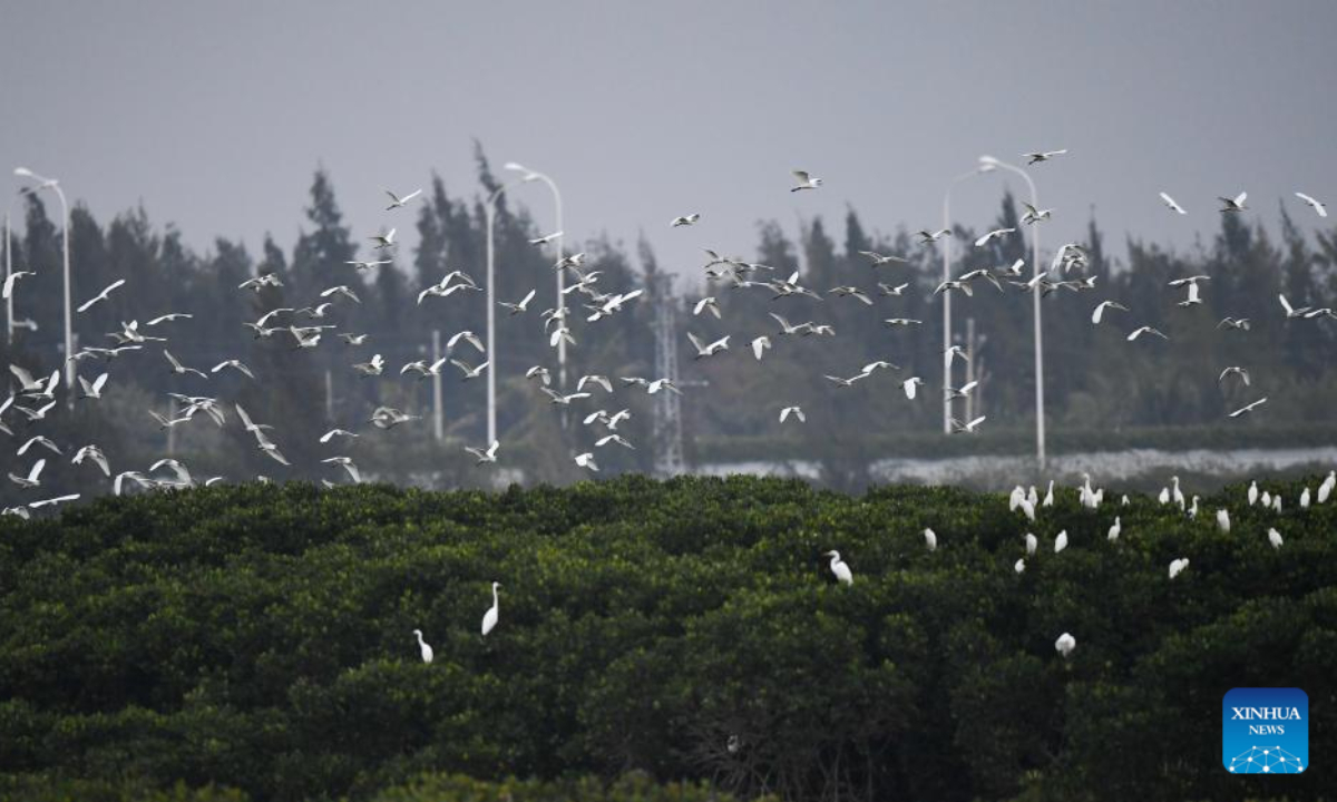 Herons fly over the Dongzhaigang National Nature Reserve in Haikou, south China's Hainan Province, Jan 28, 2022. Haikou was accredited by the Ramsar Convention as an international wetland city in 2018. The wetland coverage rate of the city is about 12.7 percent. Photo:Xinhua