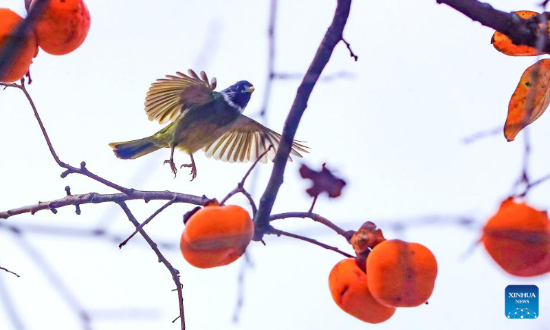 A bird forages near a persimmon tree at Zuiyang Village in Jiangyang District of Luzhou, southwest China's Sichuan Province, Nov. 27, 2022. (Photo by Liu Xueyi/Xinhua)