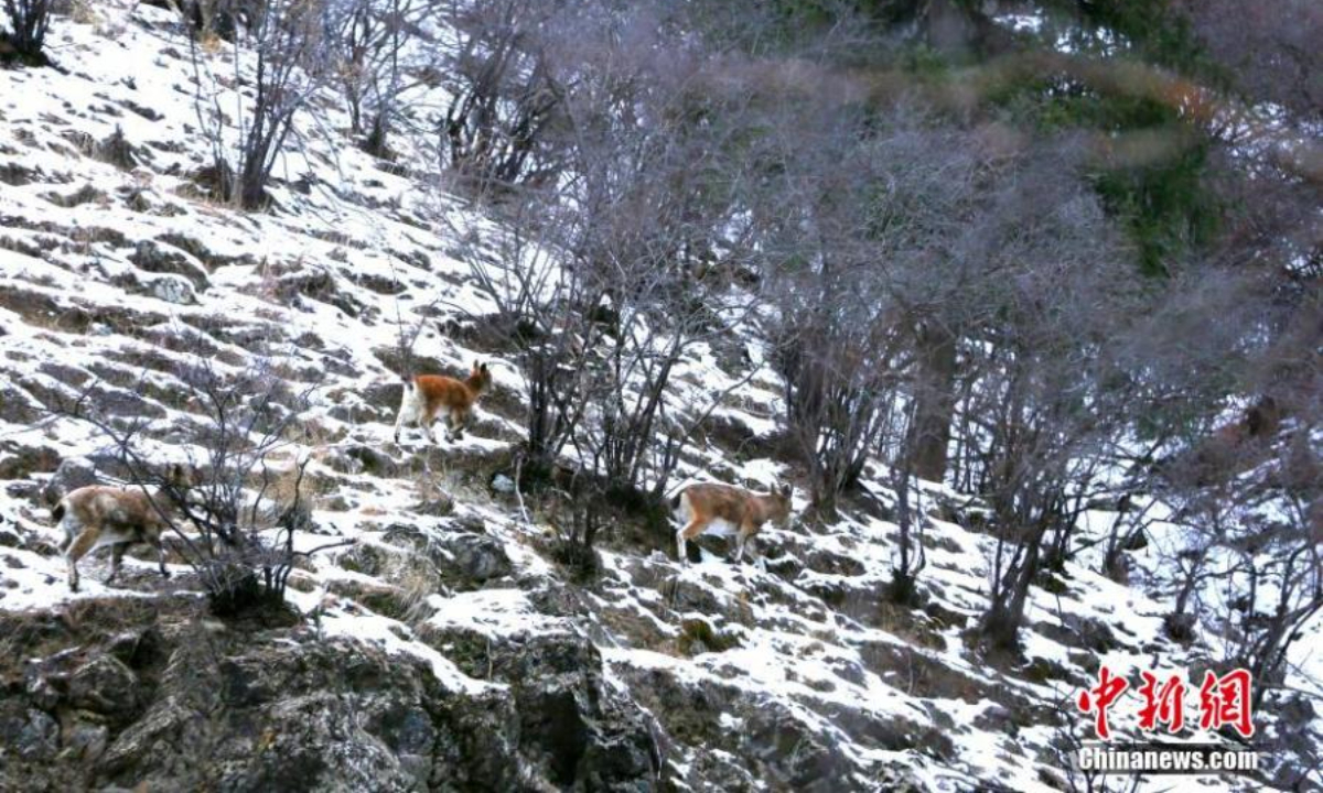 Several ibexes, a second-class protected animal, climb rocky cliff in Hutubi County, Changji Hui Autonomous Prefecture, northwest China's Xinjiang Uyghur Autonomous Region, Nov 23, 2022. Photo:Xinhua