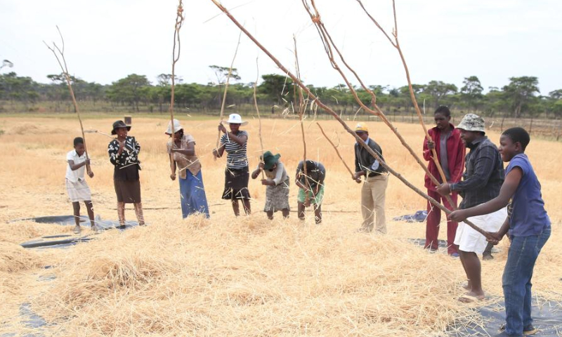 People deal with harvested wheat at a farm in Chegutu, west of the capital Harare, Zimbabwe, Oct. 31, 2022. As many African countries face wheat shortages owing to the disruption of supply chains, this year Zimbabwe is projected to produce 380,000 tonnes of wheat against a national consumption estimate of 360,000 tonnes. Photo: Xinhua