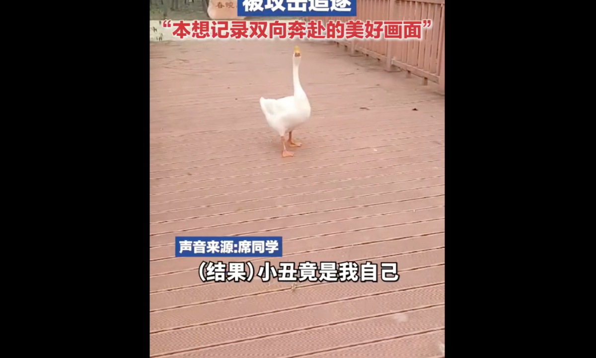 A female student in Lianyungang, East China’s Jiangsu Province, encountered a goose at a lake located on campus on Sunday.