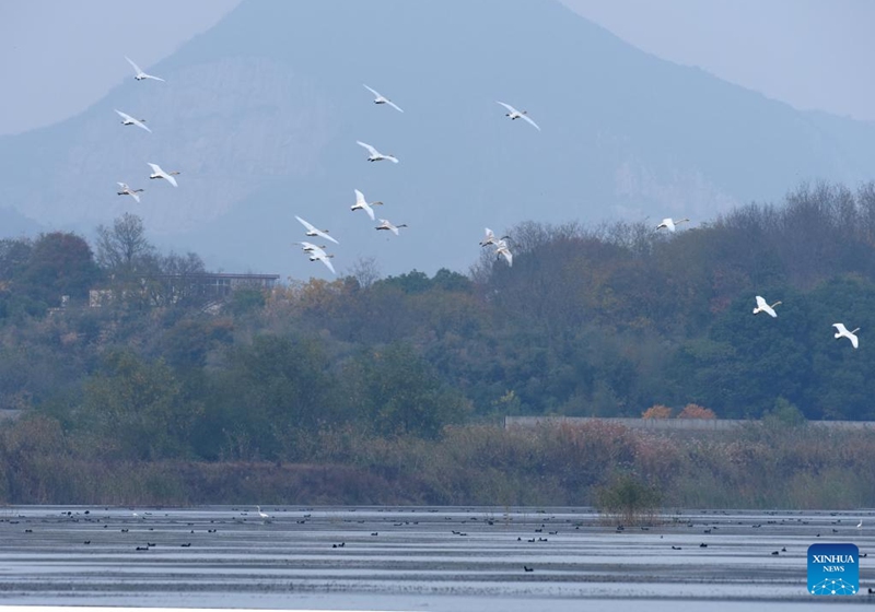 Swans fly over the Huangpi Lake in Lujiang County, east China's Anhui Province, Nov. 11, 2022. Lujiang has undertaken a range of ecological restoration work including withdrawal of land from farming and ban on fishing and aquaculture in Huangpi Lake area, which leads to a significant increase in variety and quantity of migrant birds in the remote local fishing base. (Xinhua/Guo Chen)