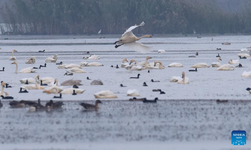 Swans and other birds are seen at the Huangpi Lake, Lujiang County, east China's Anhui Province, Nov. 11, 2022. Lujiang has undertaken a range of ecological restoration work including withdrawal of land from farming and ban on fishing and aquaculture in Huangpi Lake area, which leads to a significant increase in variety and quantity of migrant birds in the remote local fishing base. (Xinhua/Guo Chen)